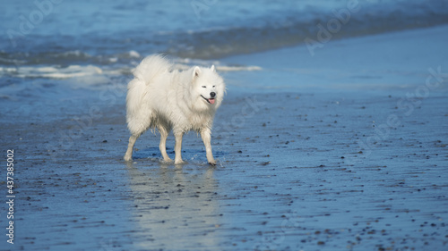 samoyed dog on the beach