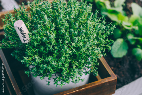 Thyme. Thyme plant in a pot. Thyme herb growing in garden.