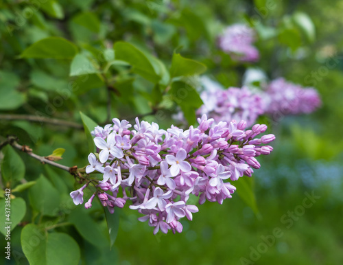 Large flowering branch of pink lilac close-up on a blurred background of a spring green garden.