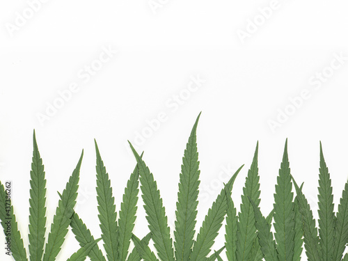 Top view of green cannabis leaves isolated on white background. Alternative medicine. Growing organic cannabis herb on the farm. Marijuana plantation for medical concept
