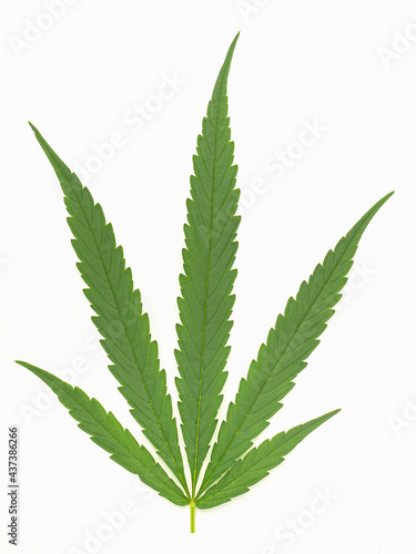 Top view of green cannabis leaf isolated on white background. Alternative medicine. Growing organic cannabis herb on the farm. Marijuana plantation for medical concept