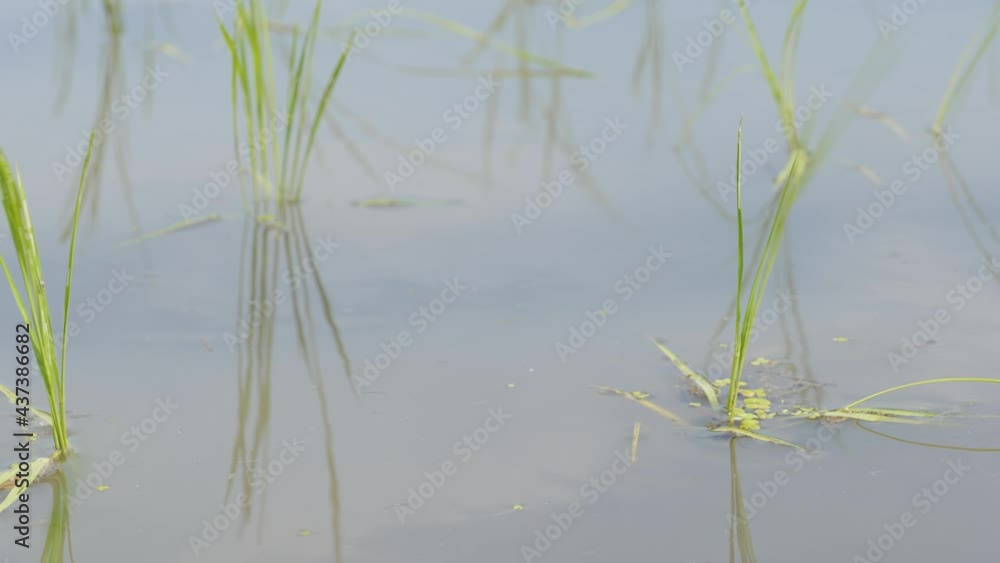 Rice seedlings planted in a paddy field. Rice seedlings planted in a paddy field.