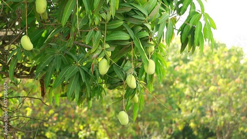 agriculture of mango,many mango Fruit Hanging On Mango Tree,close up view of raw Mango Fruits,Kesar mango (keri) fruit hanging on tree in Mango garden