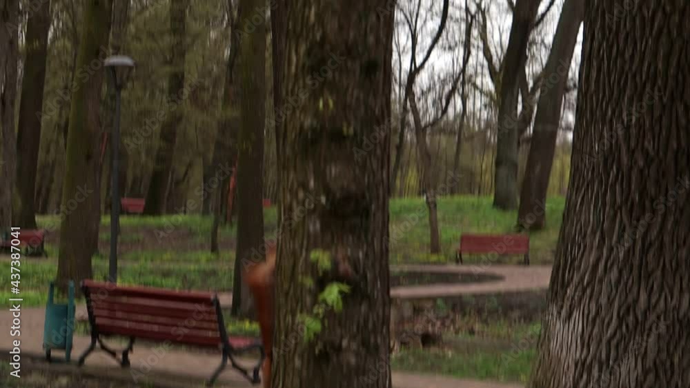 Red, red squirrel on a tree in the park looking for food in the environment, wildlife Red, red squirrel on a tree in the park looking for food in the environment, wildlife