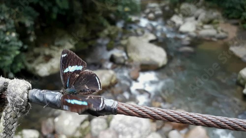 Diaethria clymena Butterfly, the Cramer's eighty-eight 88, spreading wings over a stream in the Brazilian rainforest photo