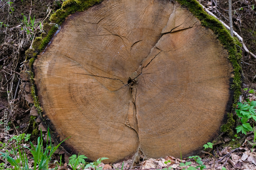 Cross section of oak on forest background. Copy space. Cross section of oak on forest background. Copy space.