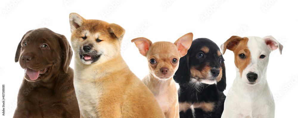 Group of adorable puppies on white background. Banner design Group of adorable puppies on white background. Banner design
