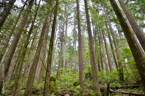 Lynn Canyon Park British Columbia