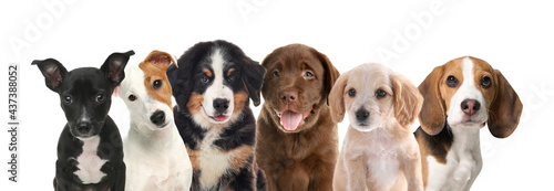 Group of adorable puppies on white background. Banner design © New Africa