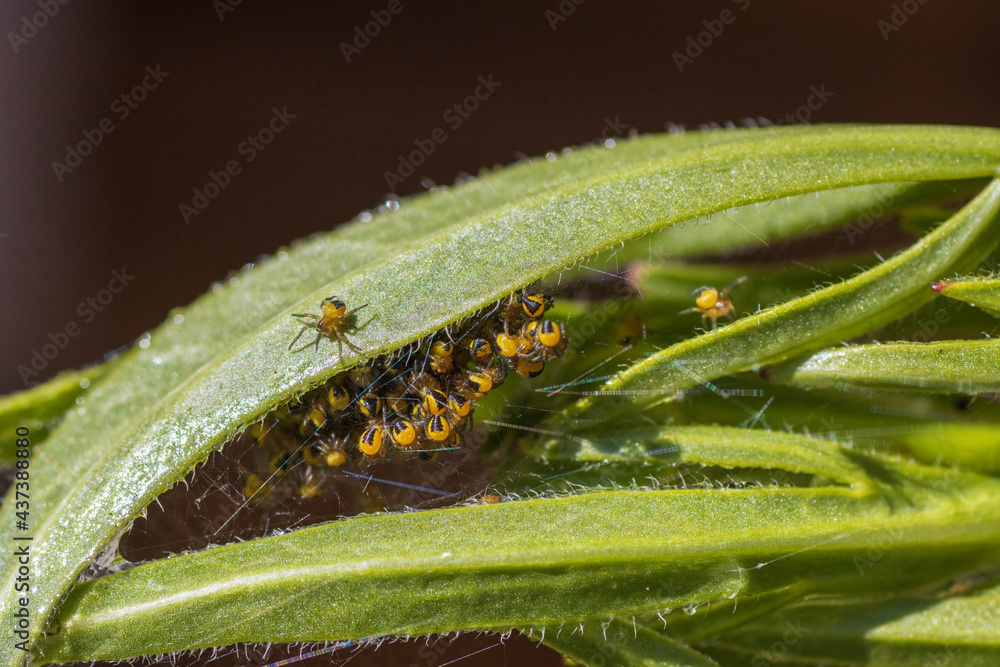 Fototapeta premium Clutter of small baby spiders under a leaf.