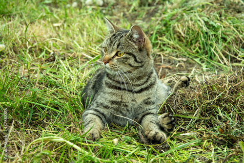 the cat on the street is playing and breathing 