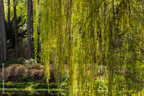 Bright green weeping birch tree branches are hanging at front of water and forest garden during sunny spring day. Branches of birch tree  Betula pendula  at forest and pond background.