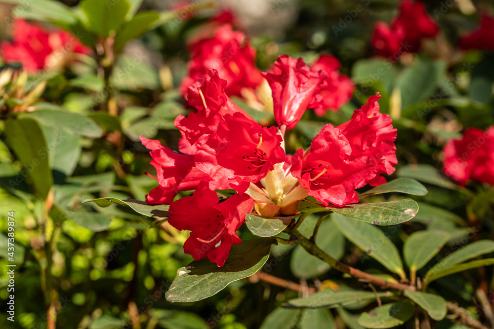 Blood red rhododendron blossoming in bright sunny spring day. Red rhododendron flowers. Close up photo of stunning red rhododendron. 