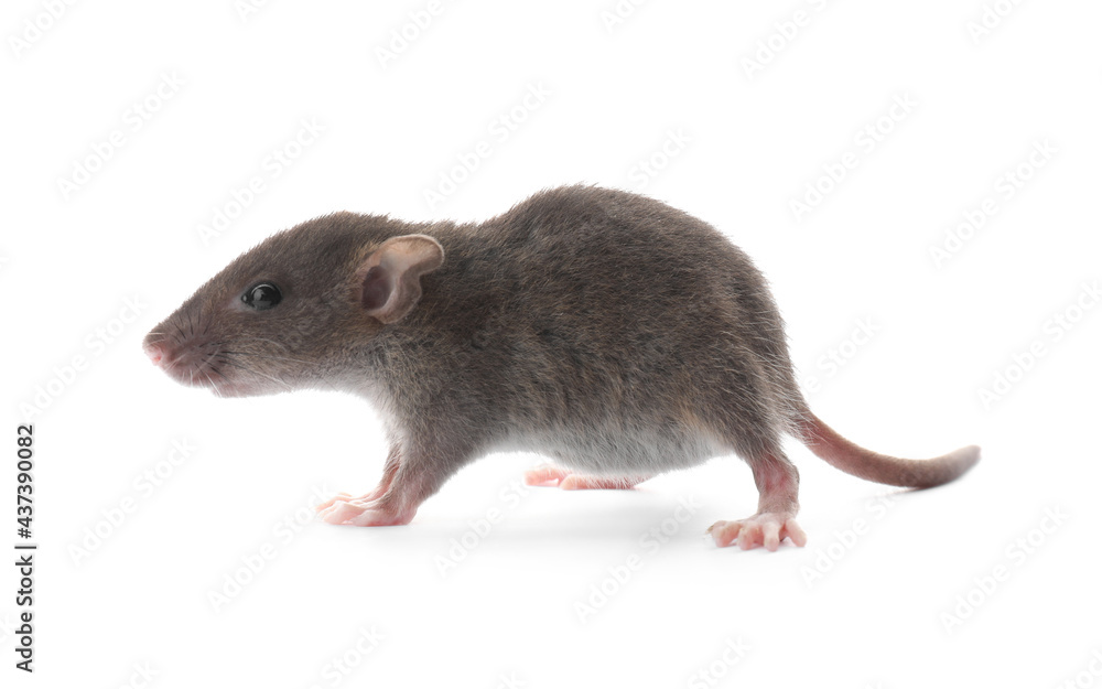 Small fluffy brown rat on white background Small fluffy brown rat on white background