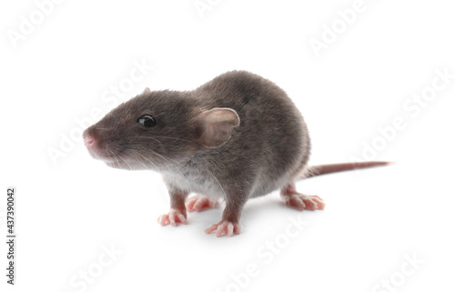 Small fluffy brown rat on white background