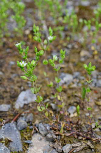 Quendel-Sandkraut // Thyme-leaf sandwort (Arenaria serpyllifolia) photo