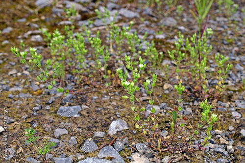 Thyme-leaf sandwort //Quendel-Sandkraut (Arenaria serpyllifolia) photo