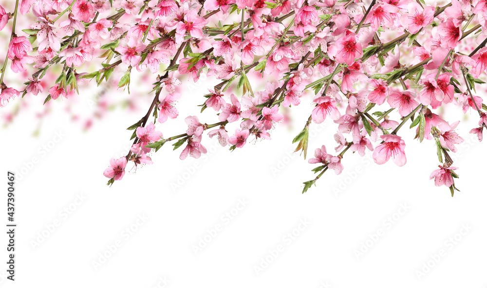 Beautiful sakura tree branches with delicate pink flowers on white background