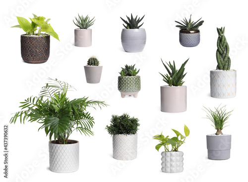 Set with different beautiful houseplants on white background