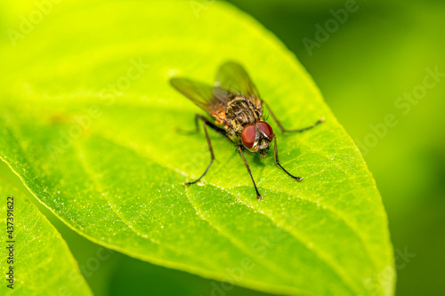 Blowfly sitting on a green leaf
