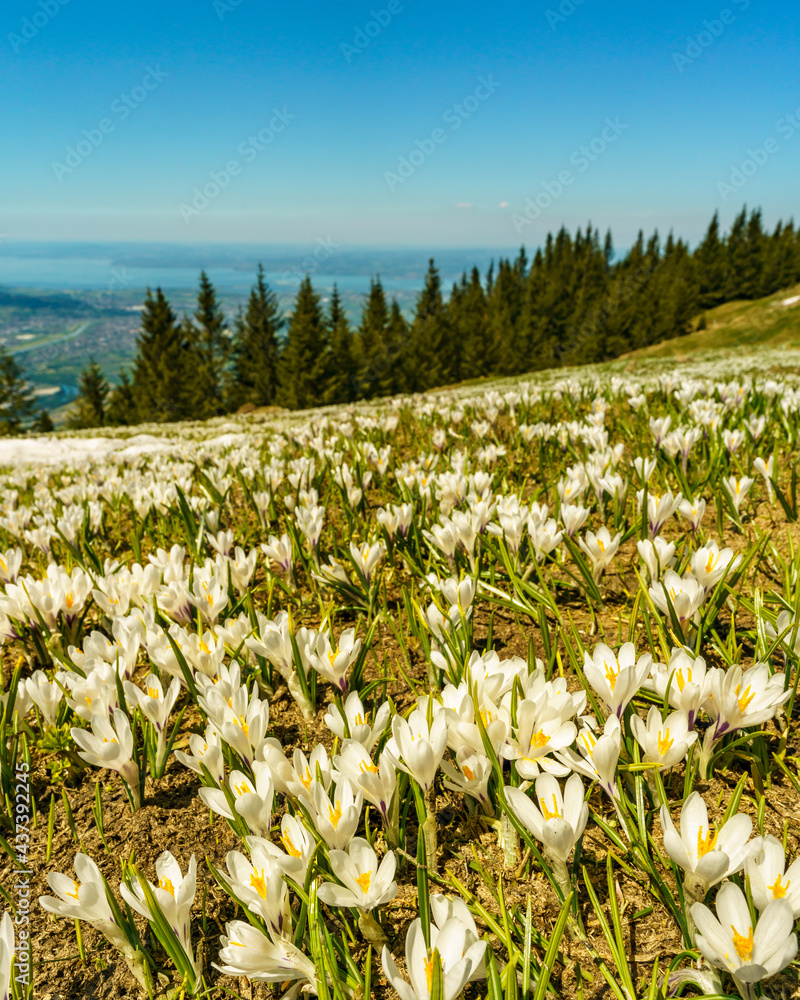 Fototapeta premium weisse und pinke Krokusse auf der Hohen Kugel, oberhalb von Fraxern mit Blick auf das Rheintal und den Bodensee. Frühling in Vorarlberg mit blühenden Alpwiesen