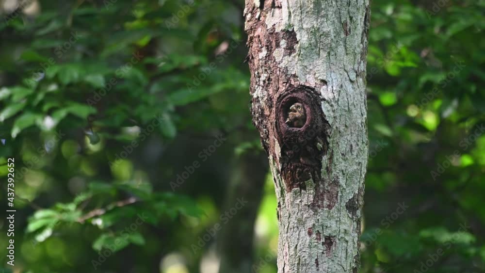 Collared Pygmy Owl, Taenioptynx brodiei, Kaeng Krachan National Park, Thailand; three nestlings sticking their heads out, one bigger on the exposes its head out calling for the parents to feed them. Collared Pygmy Owl, Taenioptynx brodiei, Kaeng Krachan National Park, Thailand; three nestlings sticking their heads out, one bigger on the exposes its head out calling for the parents to feed them.