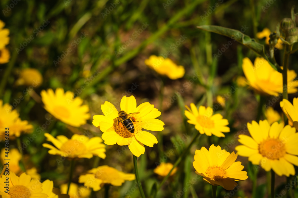 Honey bee on yellow flower Honey bee on yellow flower
