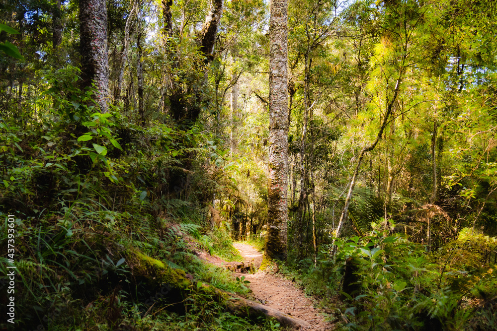 Cidade Monte Verde trilha do pinheiro velho Cidade Monte Verde trilha do pinheiro velho