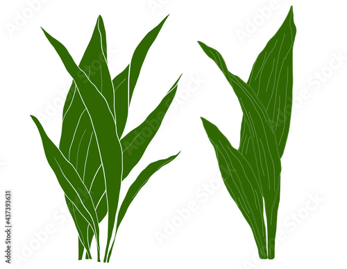 Beautiful long leaves are a beautiful element for a logo, print, printing on paper on fabric. An excellent version of the picture for the interior. Vector graphics
