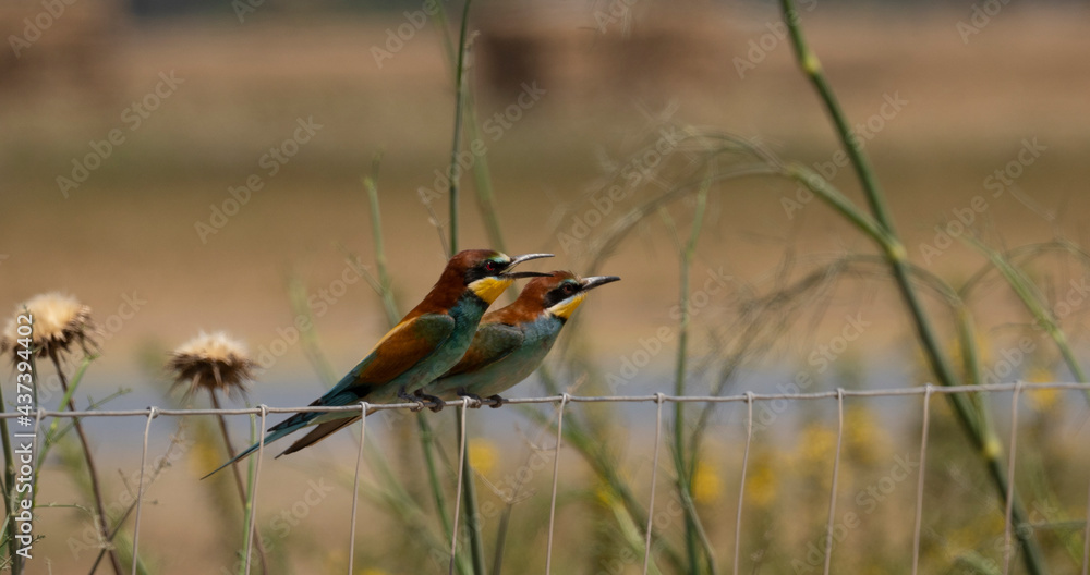 European bee-eater hovering on wire mesh
European bee-eater hovering on wire mesh