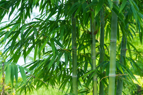 fresh green bamboo shoots at bamboo forest. 