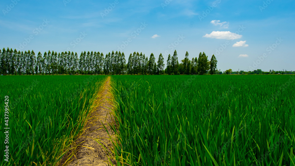 Obraz premium Green fields with eucalyptus trees in the background.