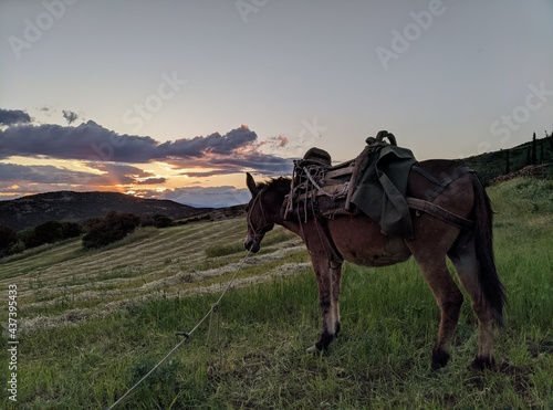Horse at sunset © georgios