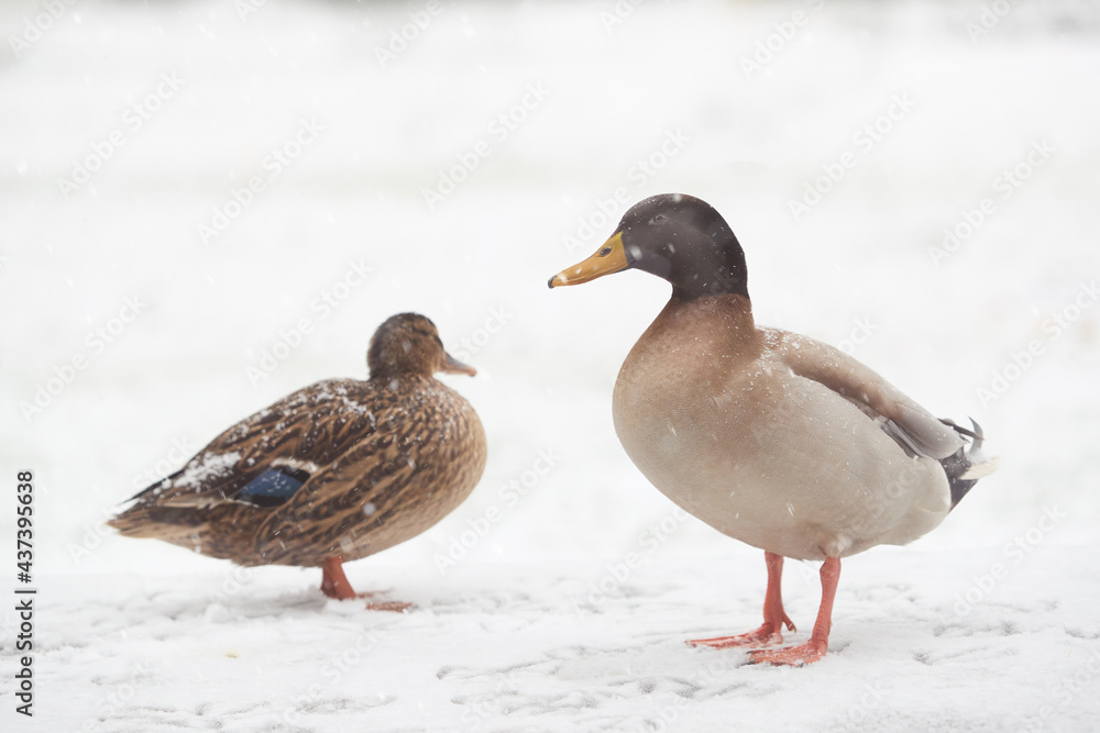 Two ducks isolated in the winter snow Two ducks isolated in the winter snow
