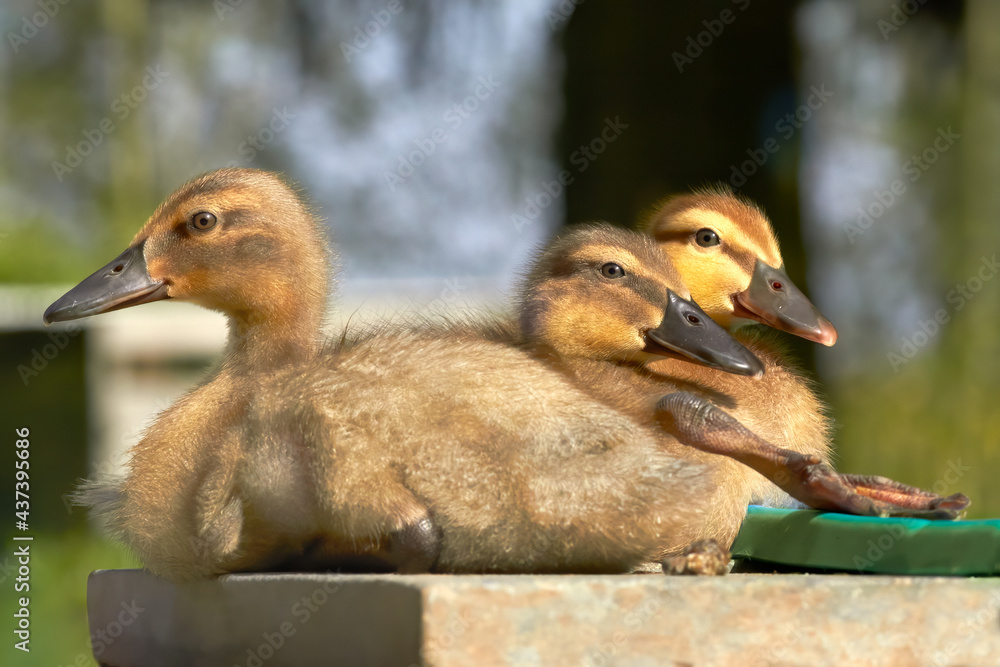 Three baby ducklings of mallard and Indian runner duck bathing in sun Three baby ducklings of mallard and Indian runner duck bathing in sun
