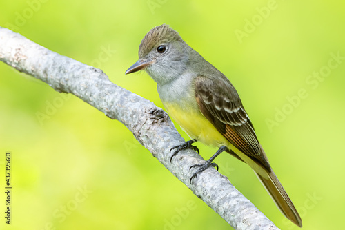 Great Crested Flycatcher on Branch