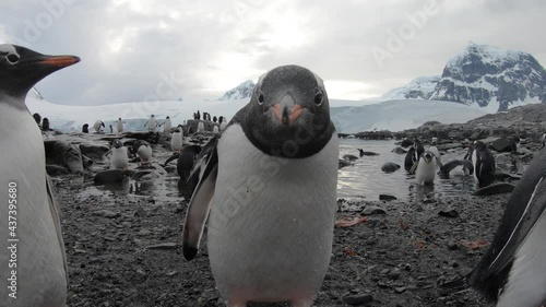 Gentoo Penguins on the beach photo