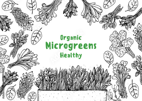 Microgreens hand drawn vector illustration. Organic healthy food. Microgreens sprouts. Various micro greens. Hand drawn design. Healthy lifestyle. Design for packaging and more. Sketch style