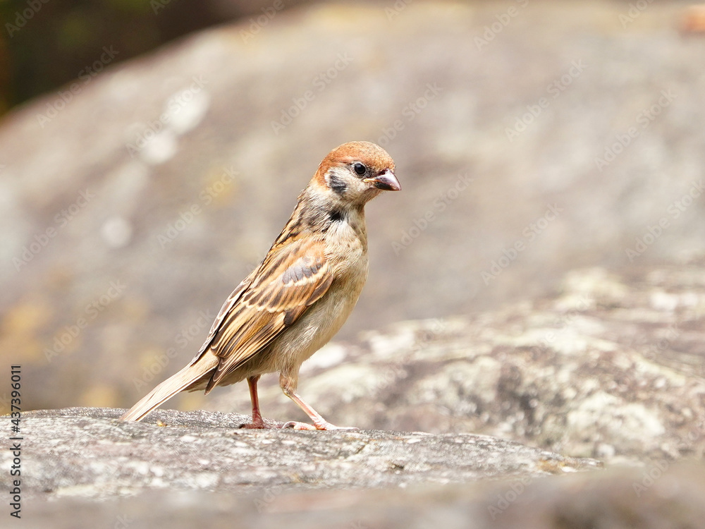 背伸びするスズメの幼鳥 背伸びするスズメの幼鳥