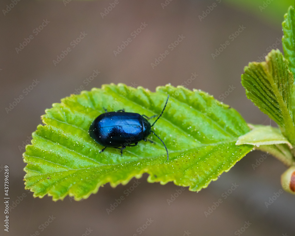 Closeup of blue alder leaf beetle (Agelastica alni) on green alder leaf Closeup of blue alder leaf beetle (Agelastica alni) on green alder leaf