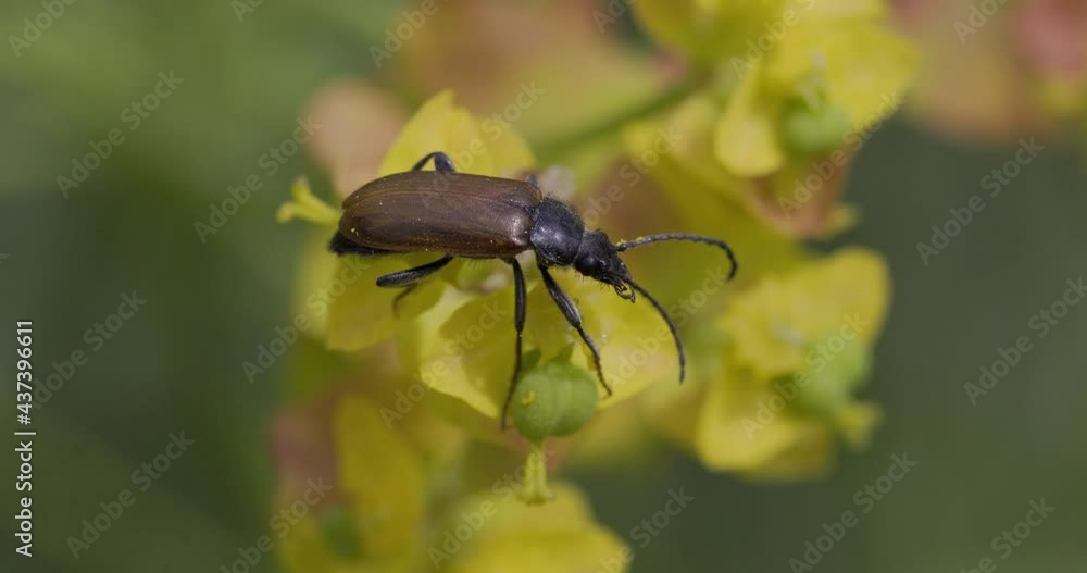 Beetle on yellow flowers Mainz Germany
