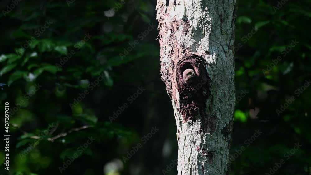 Collared Pygmy Owl, Taenioptynx brodiei, Kaeng Krachan National Park, Thailand; a nestling almost fledging sticking its head out looking to the left towards the direction of its parents making calls. Collared Pygmy Owl, Taenioptynx brodiei, Kaeng Krachan National Park, Thailand; a nestling almost fledging sticking its head out looking to the left towards the direction of its parents making calls.