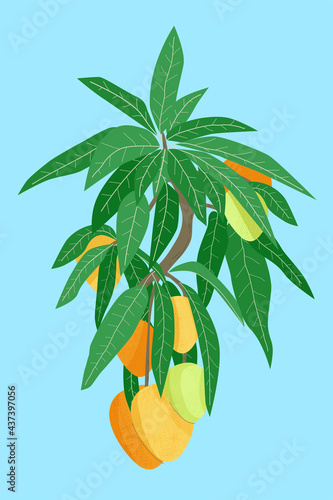 Mango fruit tree branch with foetus and leaves on blue background. Hand drawn orange and green illustration