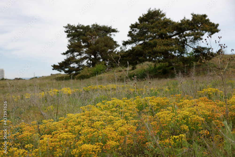 Fototapeta premium Trees and blooming grass Mainz Germany