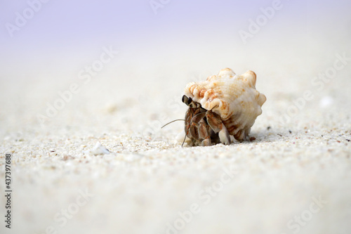 Hermit crab on the Beach in Phuket, Thailand.