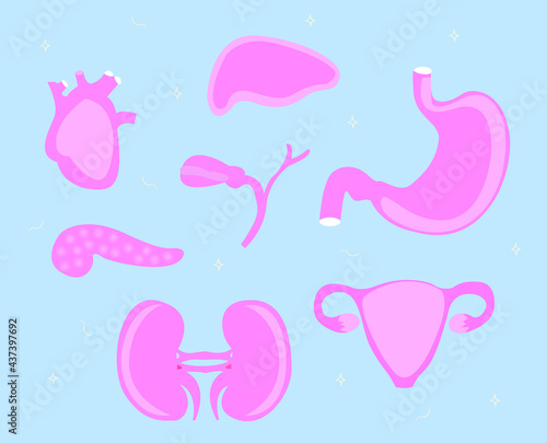 The main organs of the female body are the liver, kidneys, heart, gallbladder, pancreas, stomach. Vector graphics 