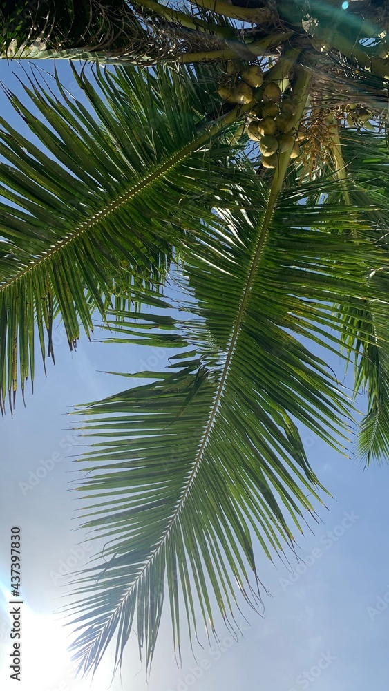 Fototapeta premium coconut tree