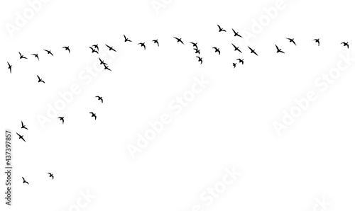 Flying birds. Vector images. White backgorund.