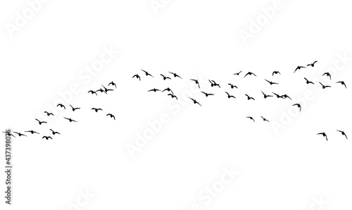 Flying birds. Vector images. White backgorund. © serkanmutan