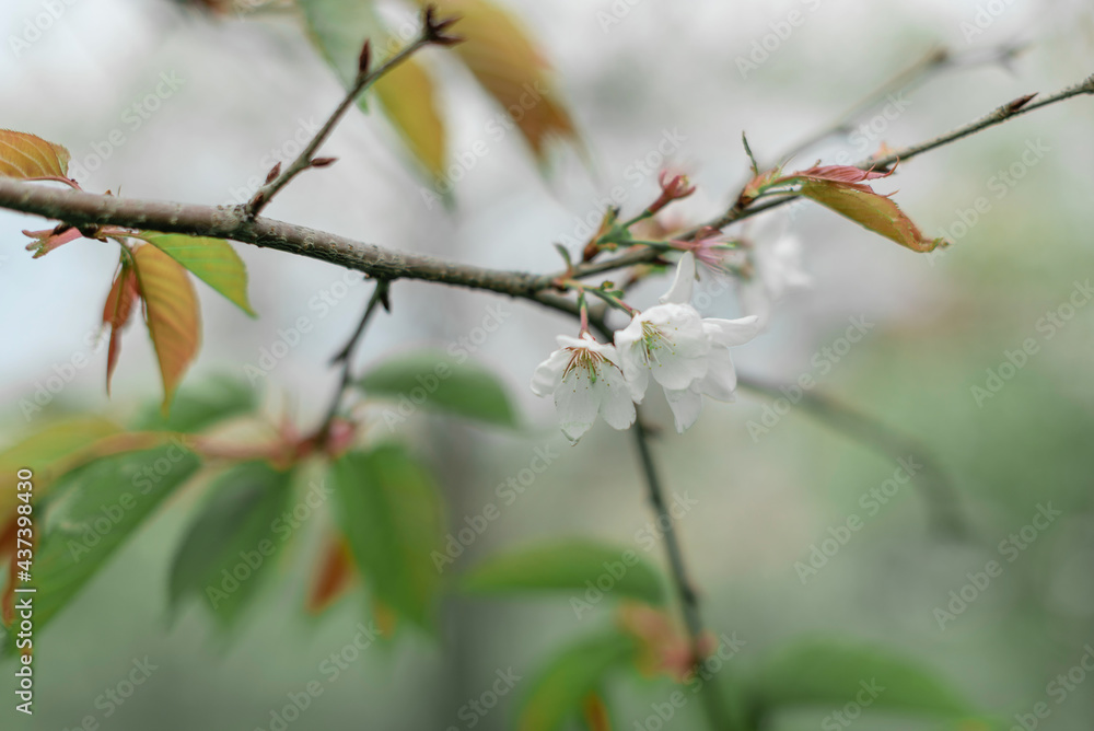White flowers on blurred green background. Spring or summer concept. Copy space White flowers on blurred green background. Spring or summer concept. Copy space